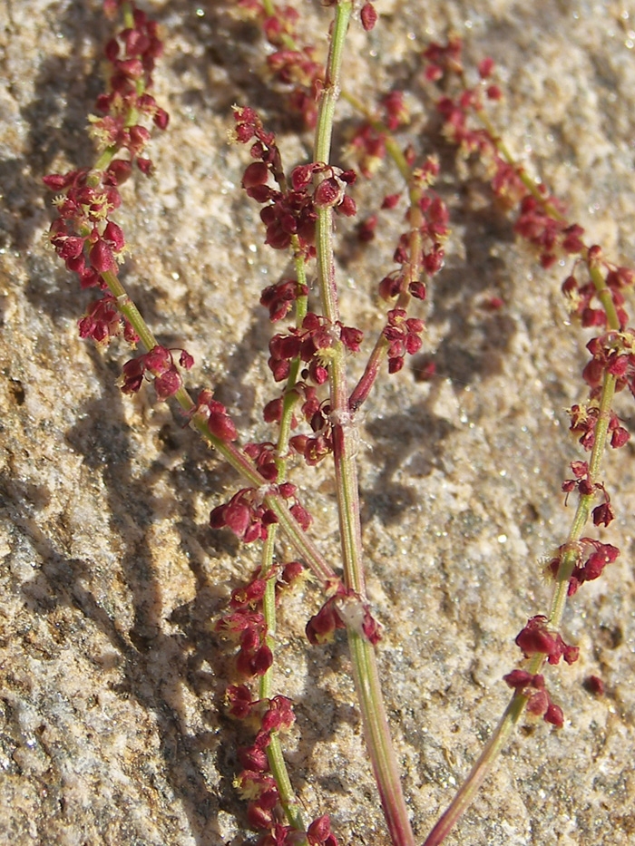 Image of Rumex acetoselloides specimen.