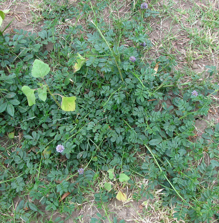 Image of Glycyrrhiza echinata specimen.