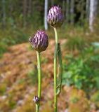 Cirsium arvense