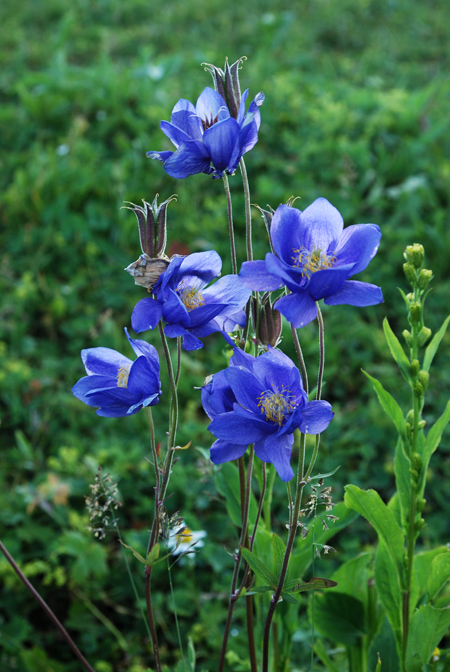 Изображение особи Aquilegia glandulosa.