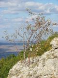 Sorbus taurica. Дерево с плодами. Крым, северный склон Чатырдага, гора Токман-Кая. 10 октября 2012 г.