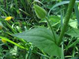 Doronicum carpaticum