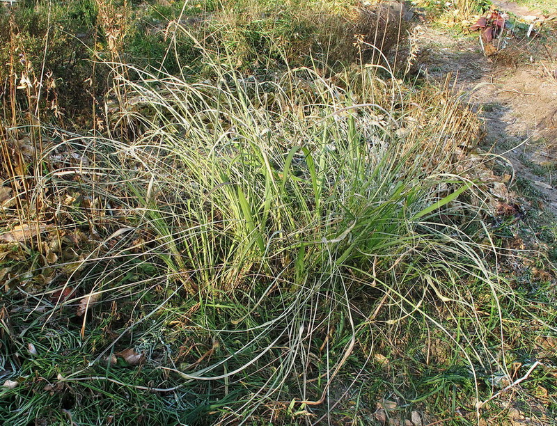 Изображение особи семейство Poaceae.