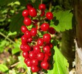 Actaea erythrocarpa