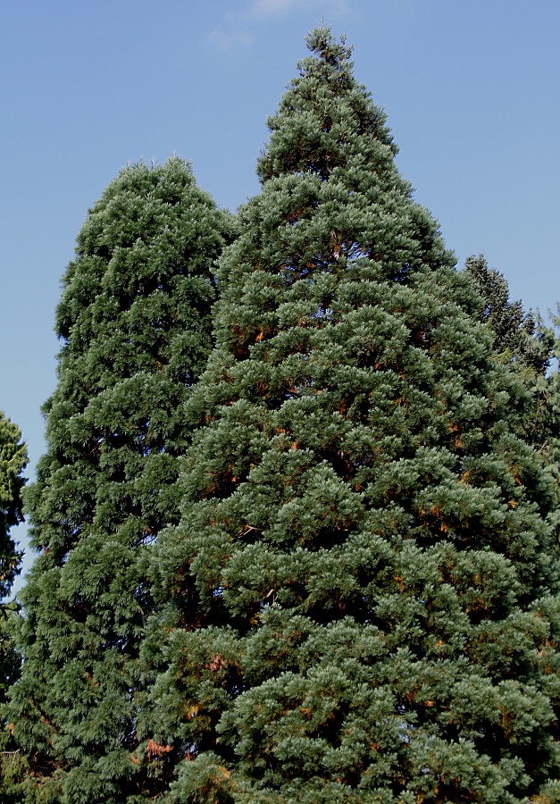 Изображение особи Sequoiadendron giganteum.