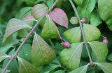Euonymus alatus