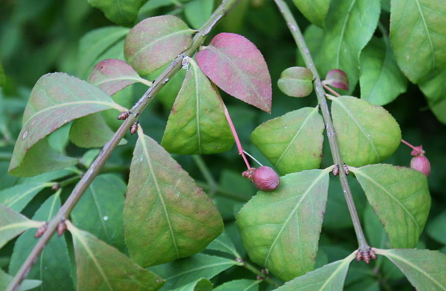 Изображение особи Euonymus alatus.