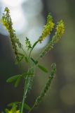 Melilotus officinalis