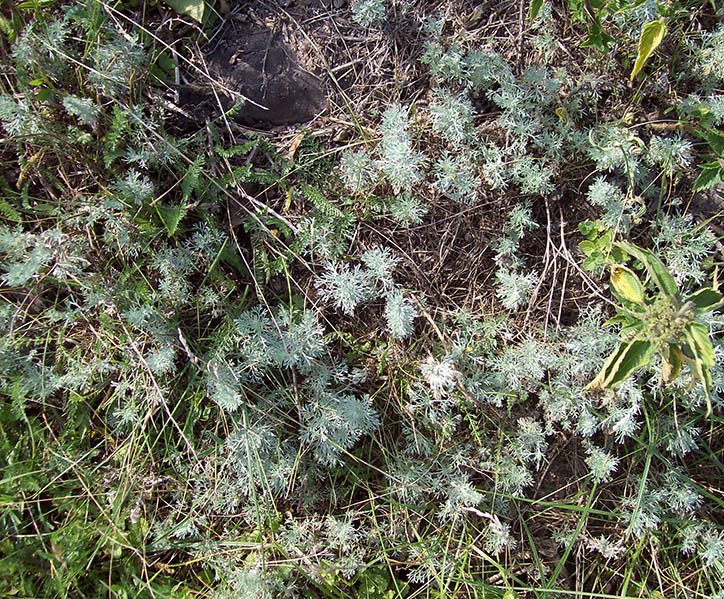 Image of Artemisia austriaca specimen.