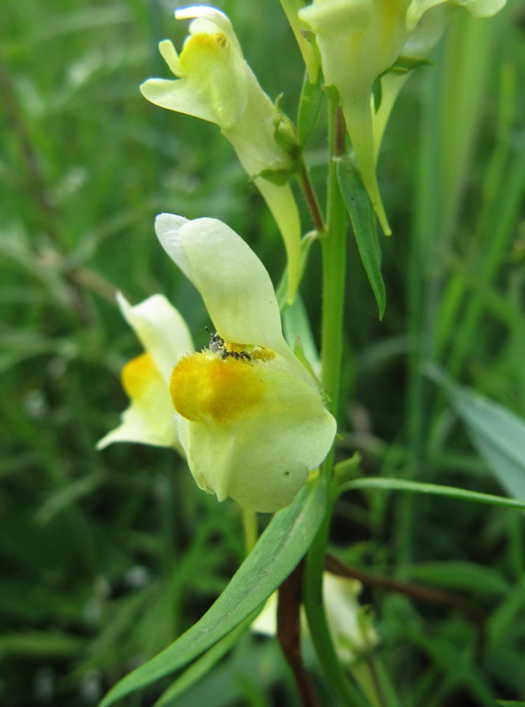 Image of Linaria vulgaris specimen.