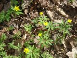 Anemone ranunculoides