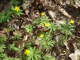 Anemone ranunculoides. Цветущее растение. Чувашская Республика, Козловский р-н, волжские луга правого берега. 4 мая 2012 года.