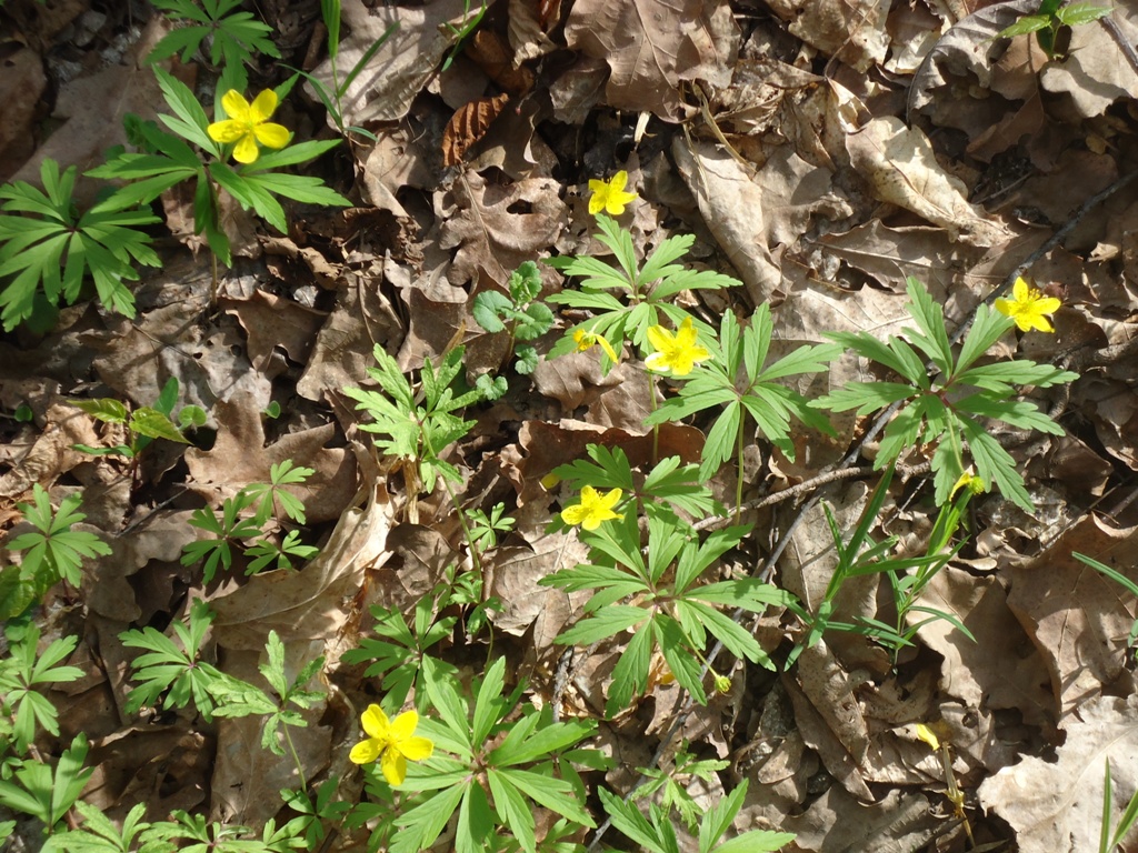 Image of Anemone ranunculoides specimen.