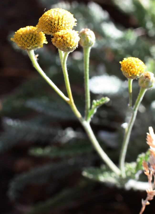 Image of Tanacetum santolina specimen.