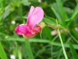 Lathyrus sylvestris. Цветок. Украина, Львовская обл., Бориславский горсовет, пгт Сходница. 11.08.2012.