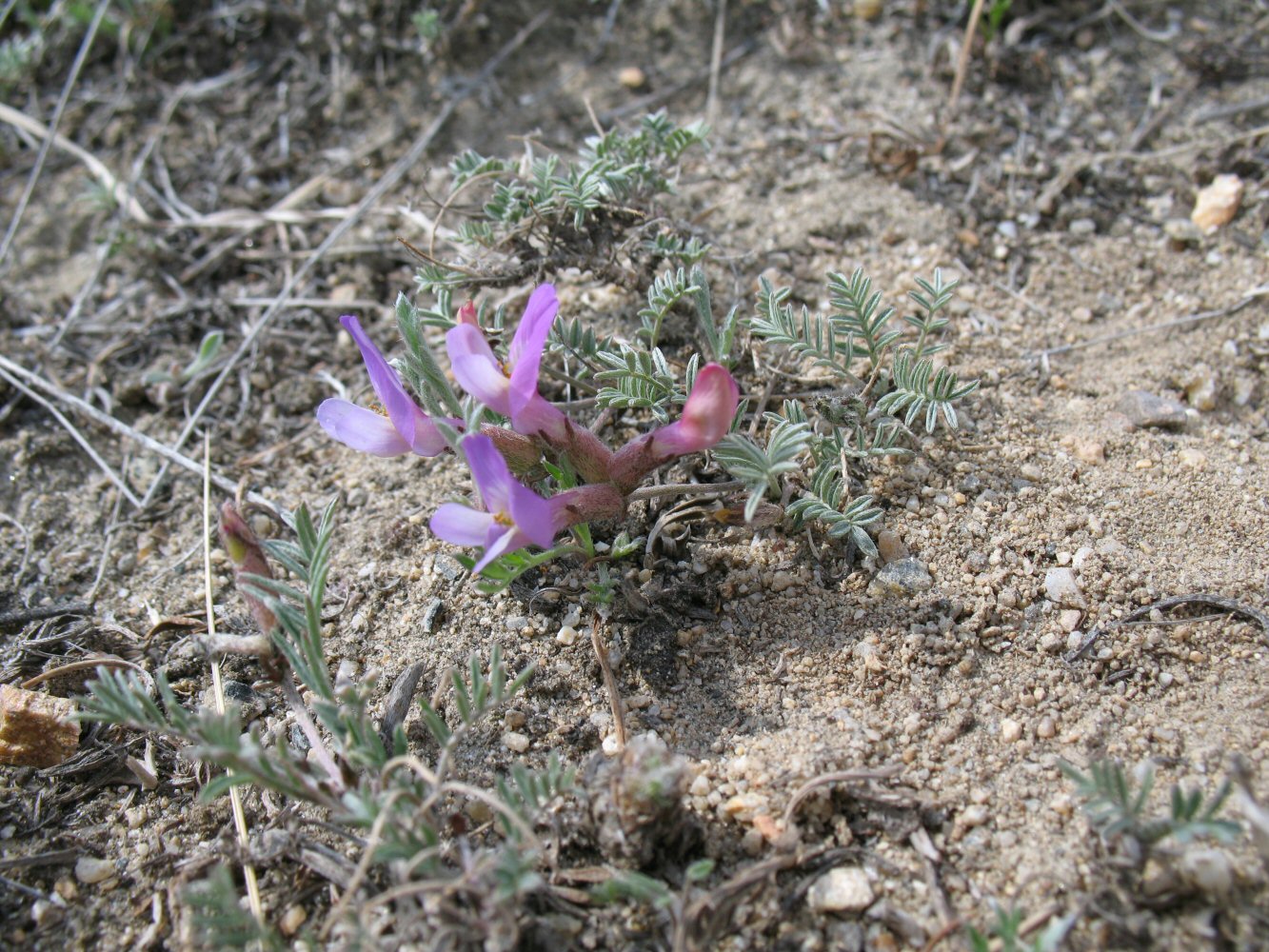 Изображение особи Astragalus angarensis ssp. ozjorensis.