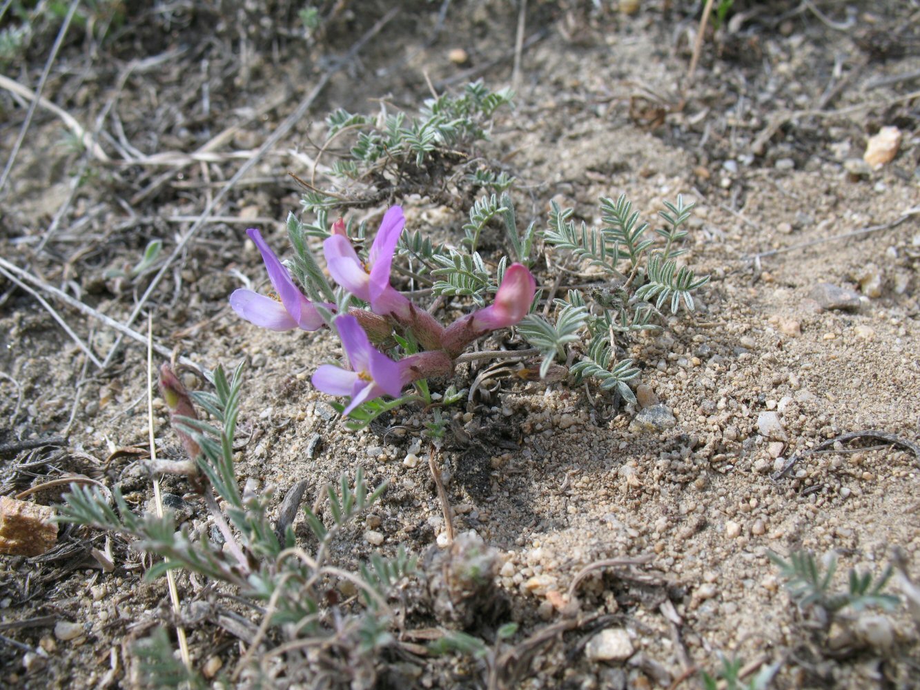Image of Astragalus angarensis ssp. ozjorensis specimen.