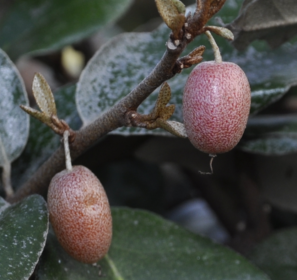 Image of Elaeagnus pungens specimen.