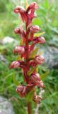 Dactylorhiza viridis