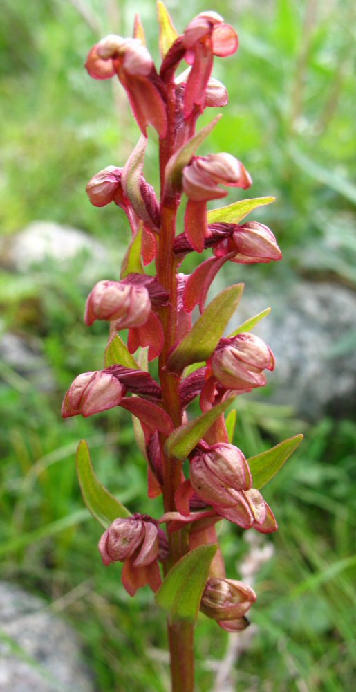 Image of Dactylorhiza viridis specimen.