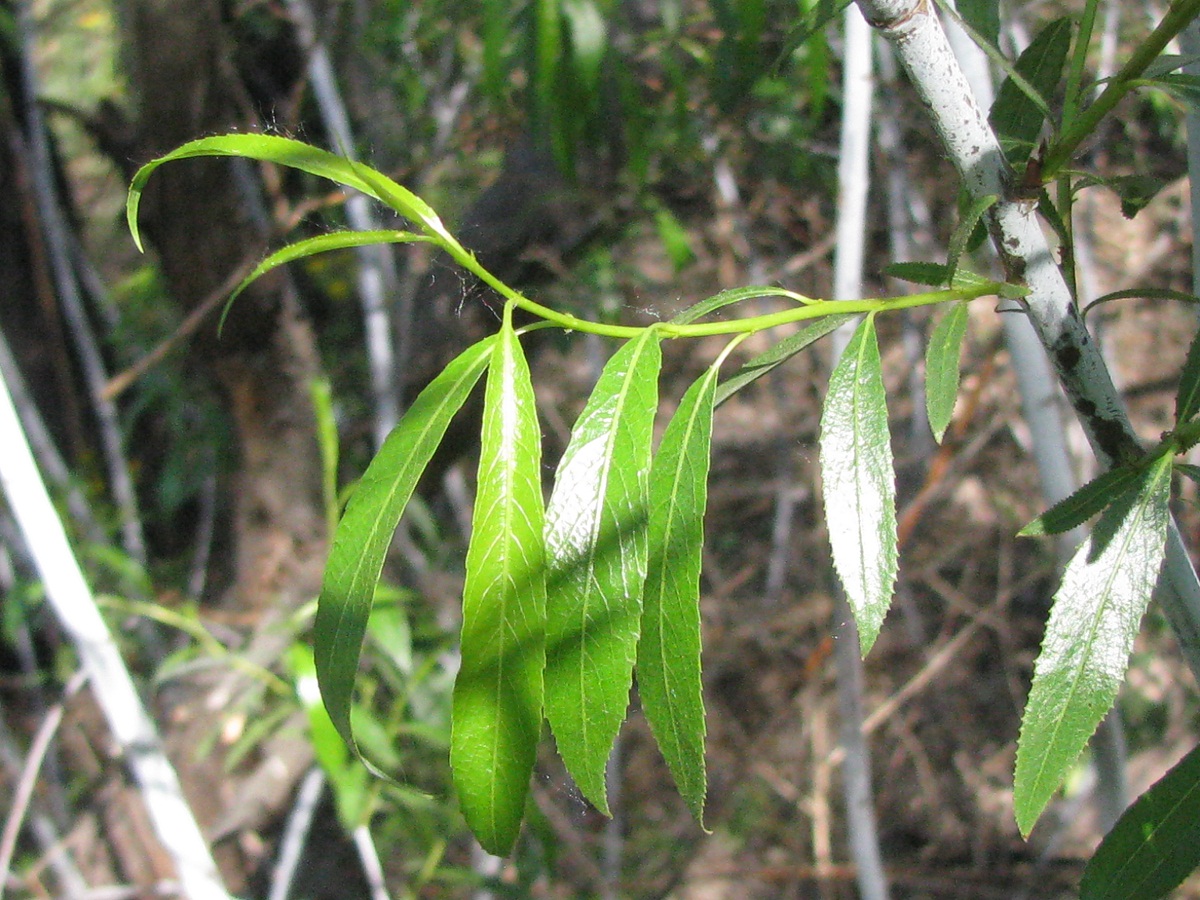 Image of Salix acutifolia specimen.