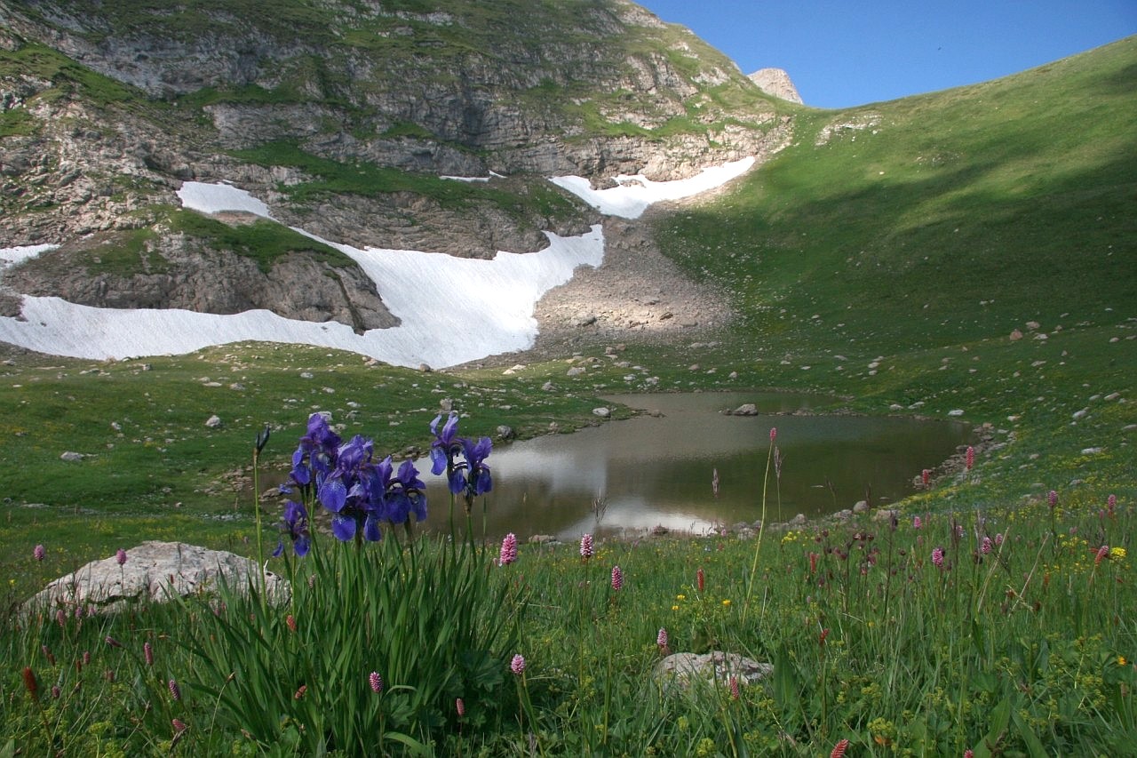 Изображение особи Iris sibirica.