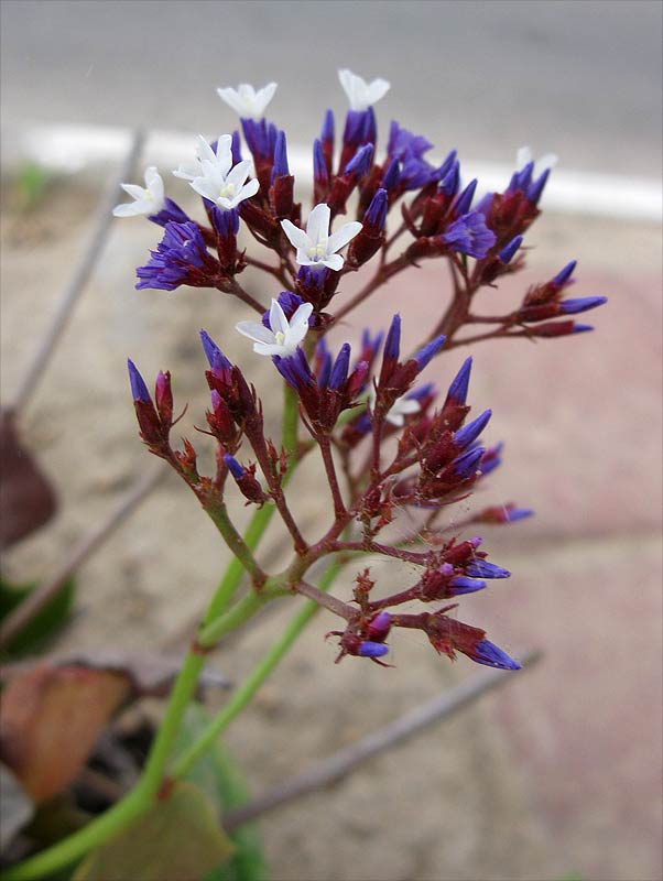 Image of Limonium perezii specimen.