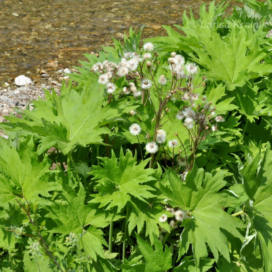 Image of Petasites tatewakianus specimen.