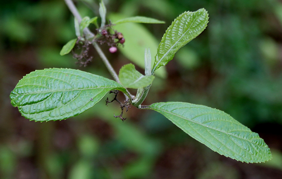 Изображение особи Callicarpa giraldii.