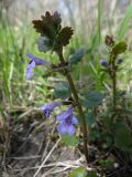 Glechoma hederacea