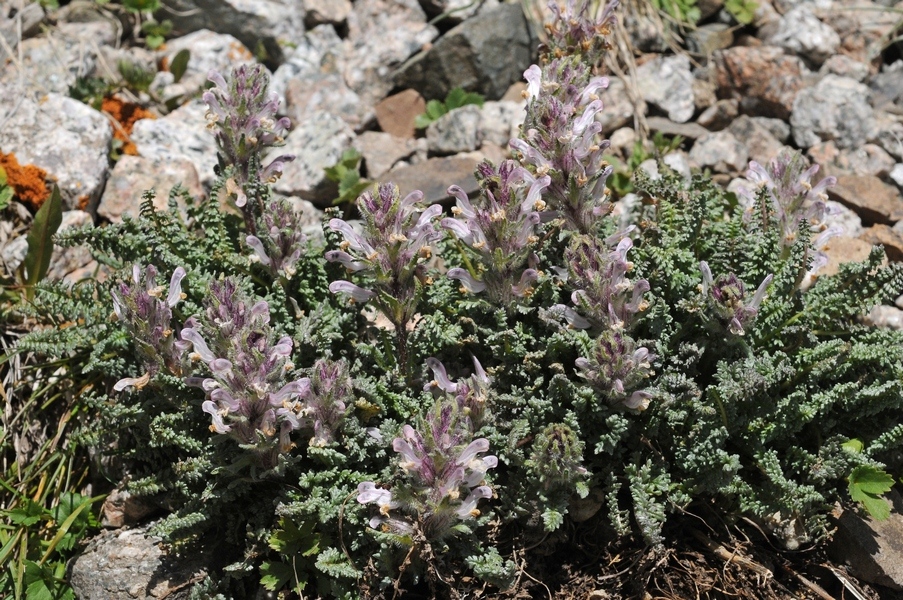 Image of Pedicularis violascens specimen.