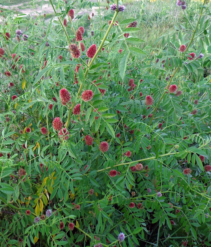 Изображение особи Glycyrrhiza echinata.