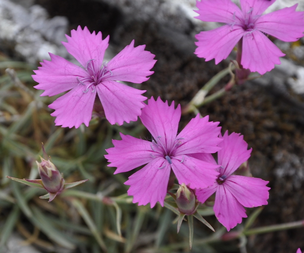 Изображение особи Dianthus haematocalyx.