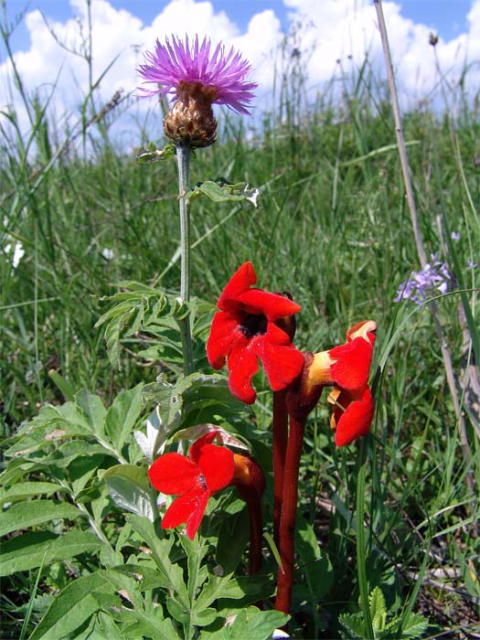 Image of Phelypaea coccinea specimen.