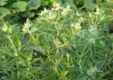 род Pycnanthemum
