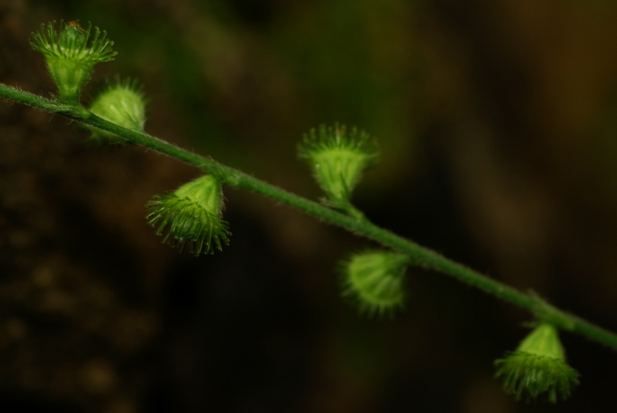 Image of Agrimonia coreana specimen.