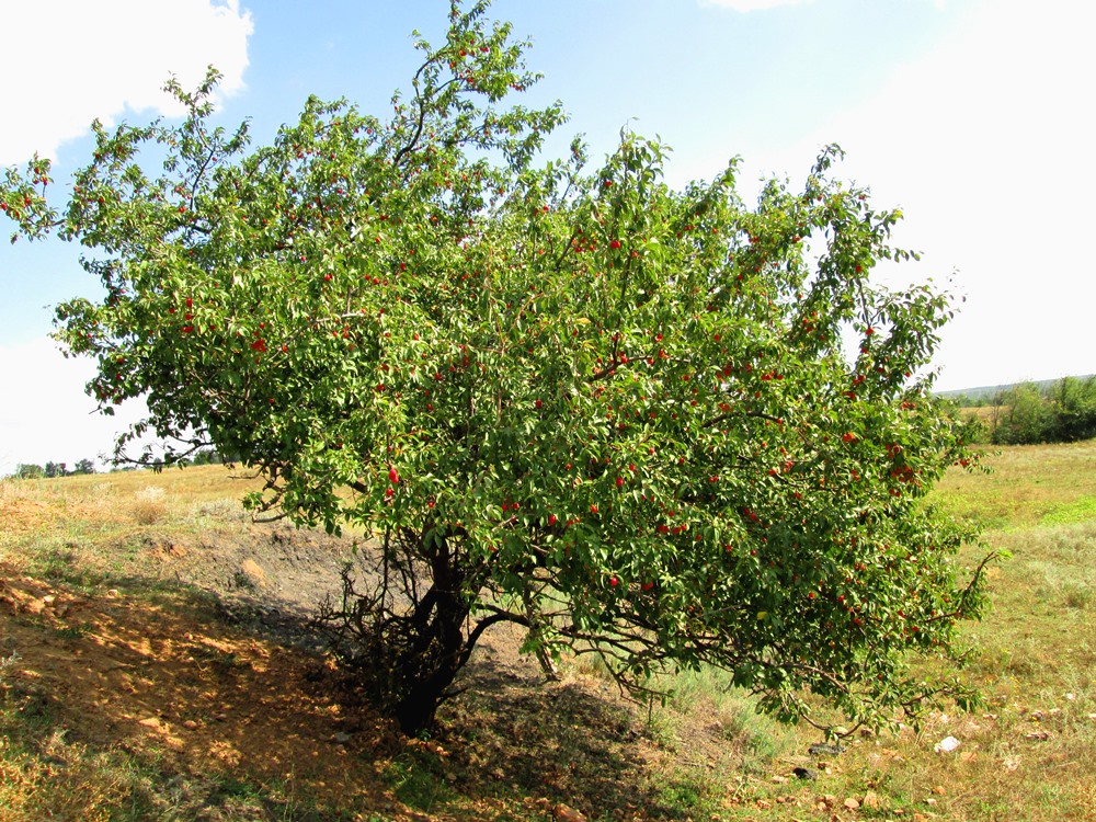 Изображение особи Prunus cerasifera.