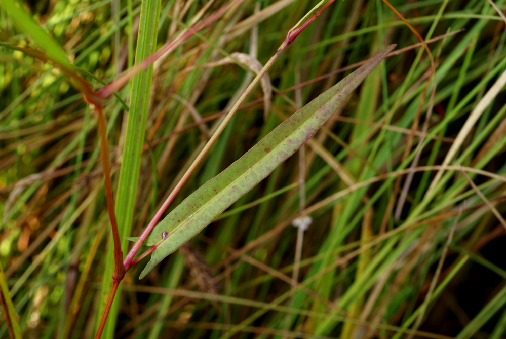 Image of Truellum hastatosagittatum specimen.