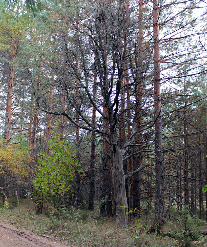 Изображение особи Juniperus communis.