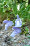 Salvia tomentosa. Соцветие. Крым, Ялта, ущелье Уч-Кош. 21.06.2009.