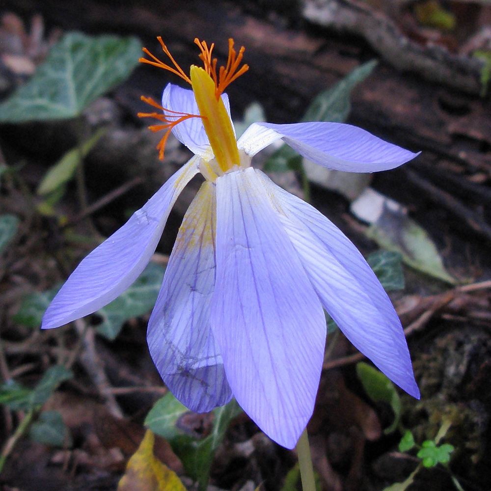 Изображение особи Crocus speciosus.