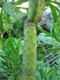 Kleinia neriifolia. Поверхность побега с листовыми рубцами. Испания, Канарские острова, Тенерифе, горный массив Анага, в зарослях кустарников у обочины автомобильной дороги. 8 марта 2008 г.