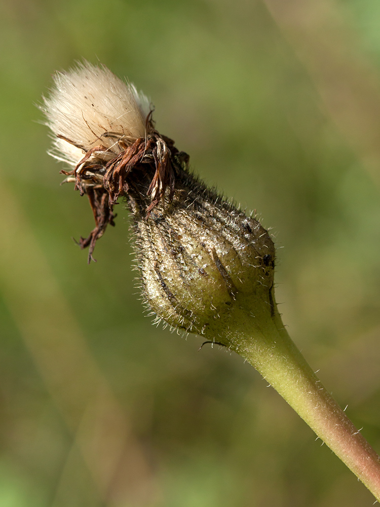 Image of Trommsdorffia maculata specimen.