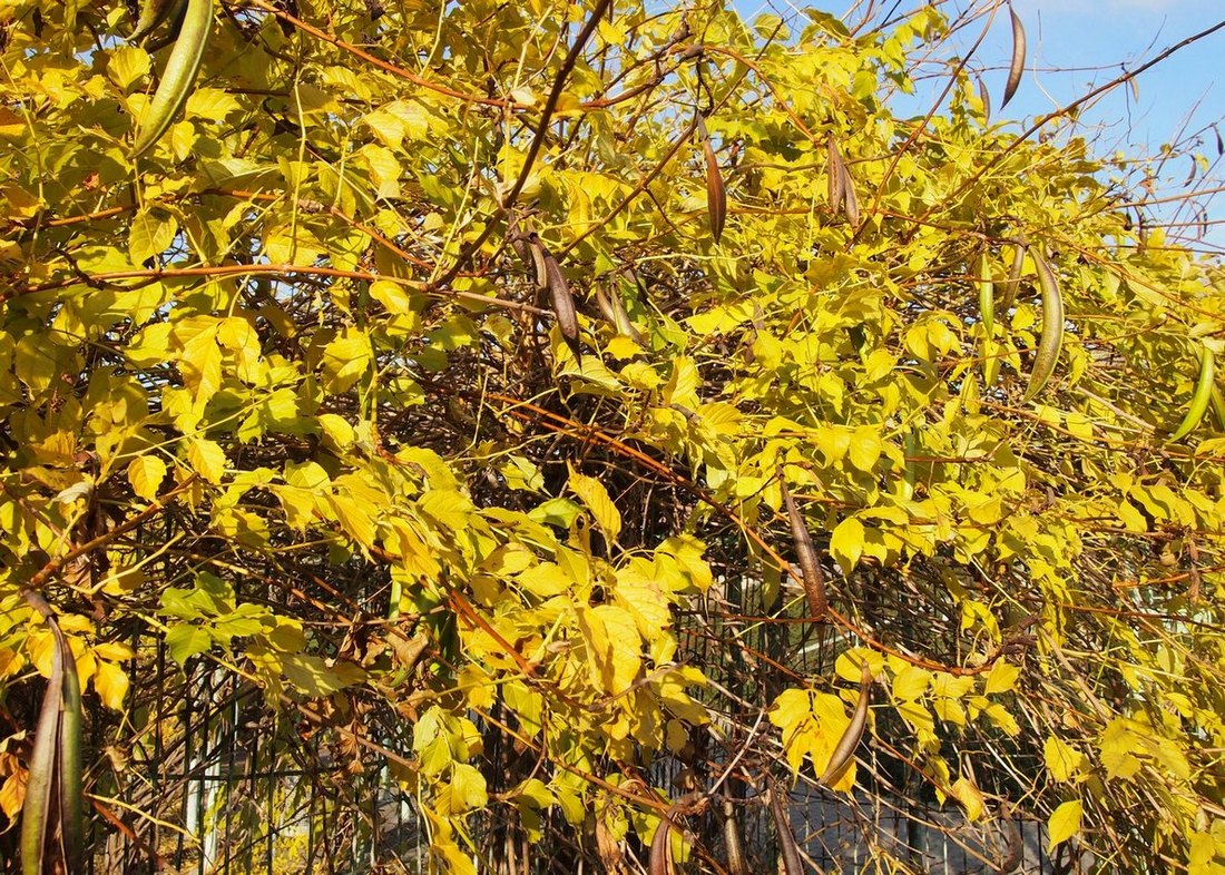 Image of Campsis radicans specimen.