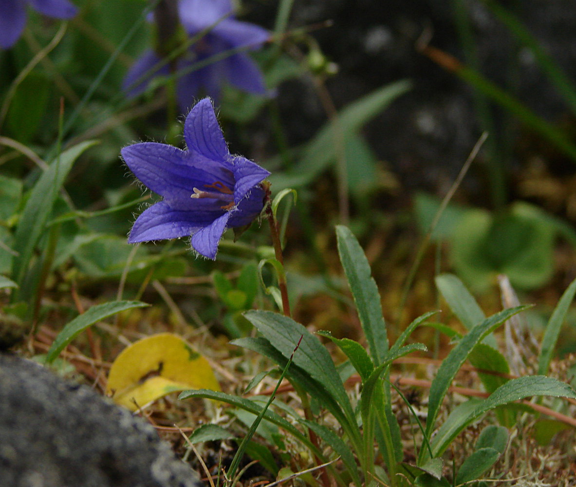 Изображение особи Campanula dasyantha.