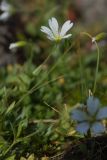 genus Cerastium