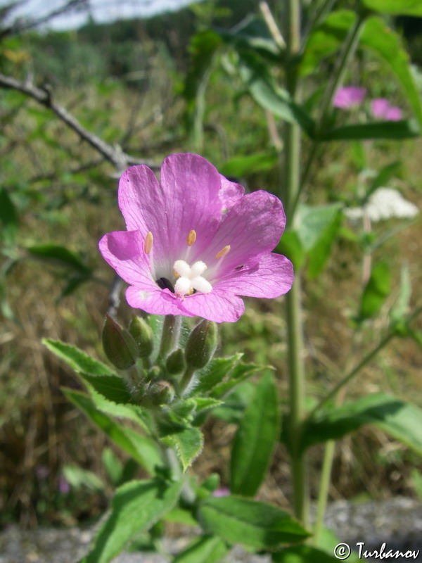 Image of Epilobium villosum specimen.