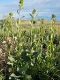 Ligularia songarica