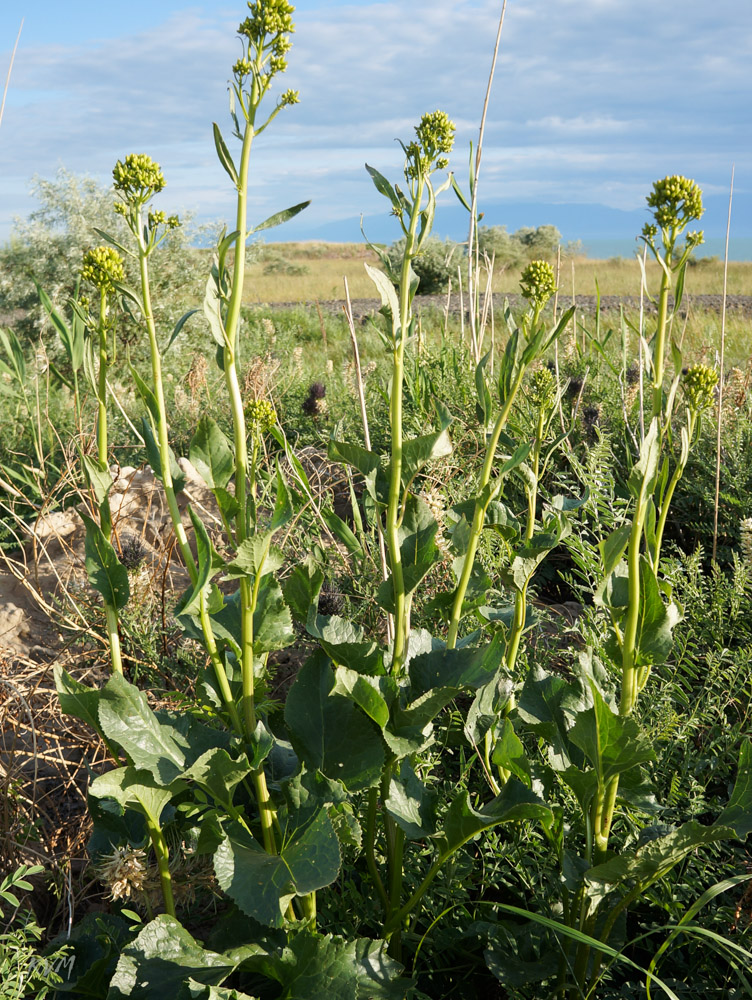 Изображение особи Ligularia songarica.