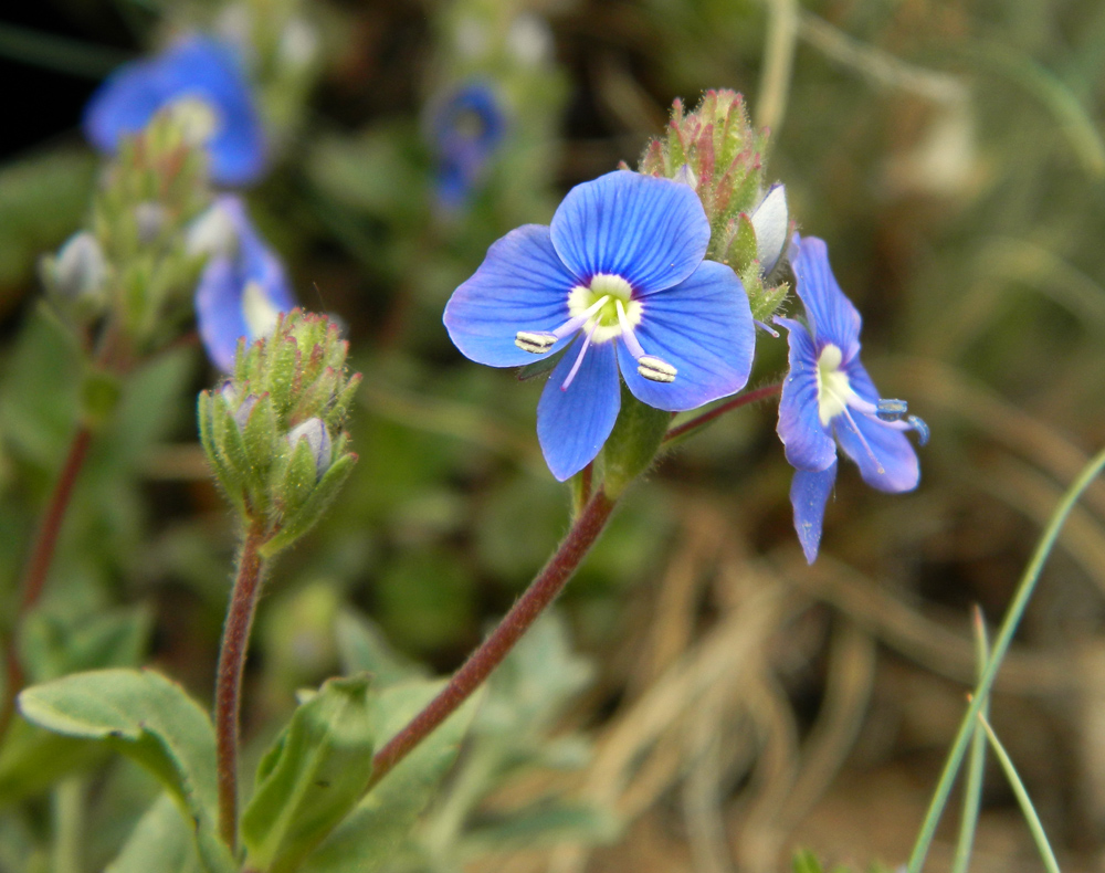 Image of Veronica umbrosa specimen.